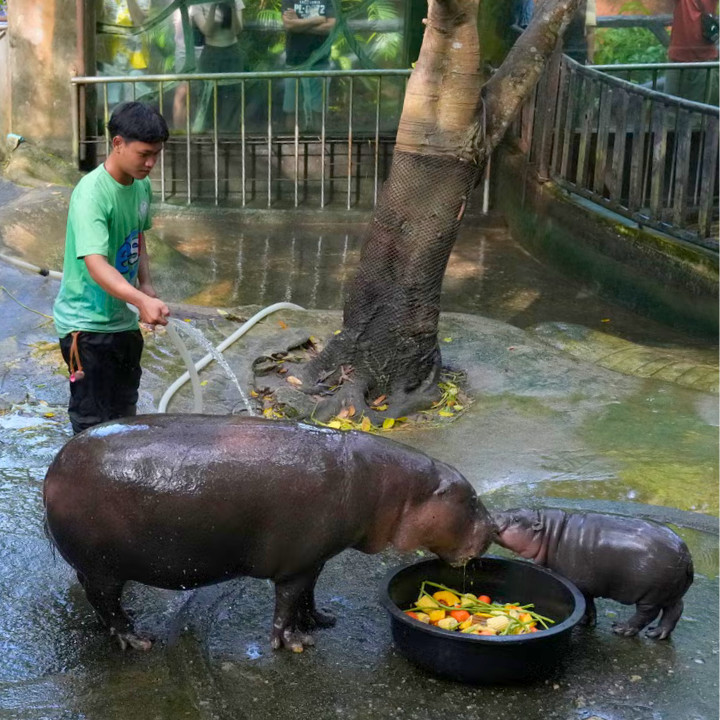 Moo Deng baby pygmy hippo from Thailand Khao Kheow Open Zoo