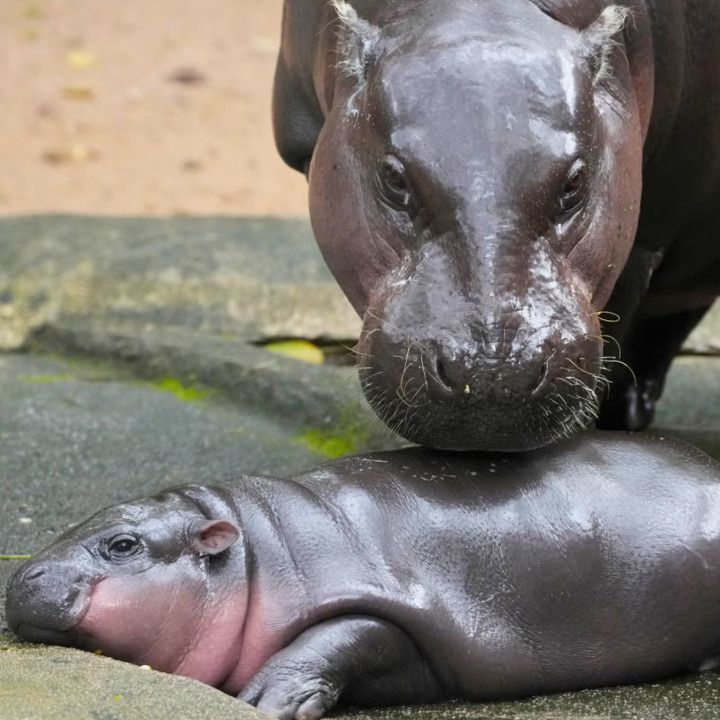 Moo Deng baby pygmy hippo from Thailand with mother