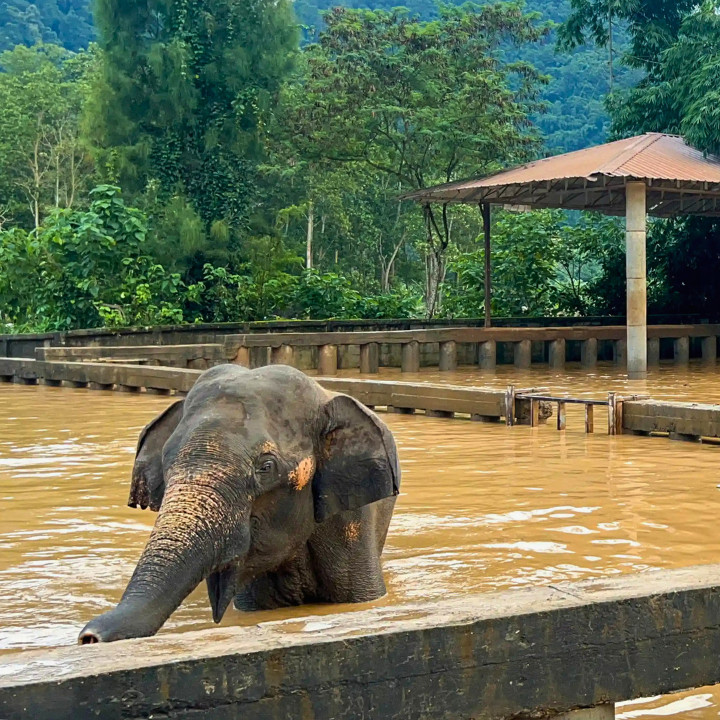 Chiang Mai Flood Elephant Sanctuary