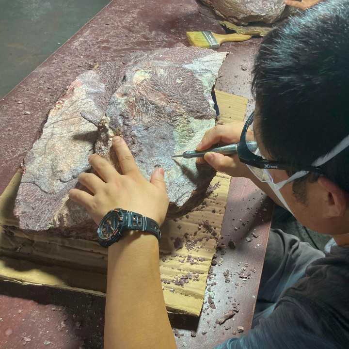 Hong Kong Dinosaur Fossil Chinese Academy of Sciences Port Island Hong Kong Heritage Discovery Centre