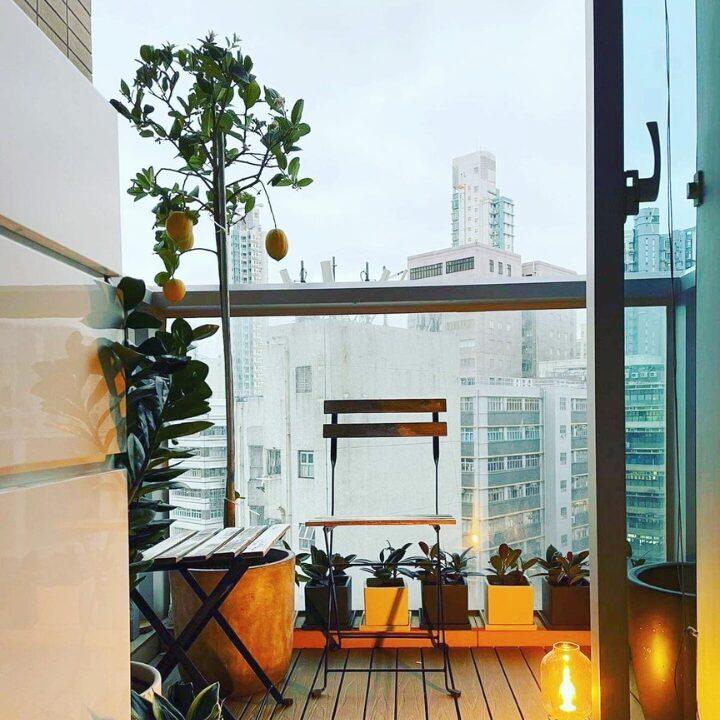 green it up hk lemon tree on balcony
