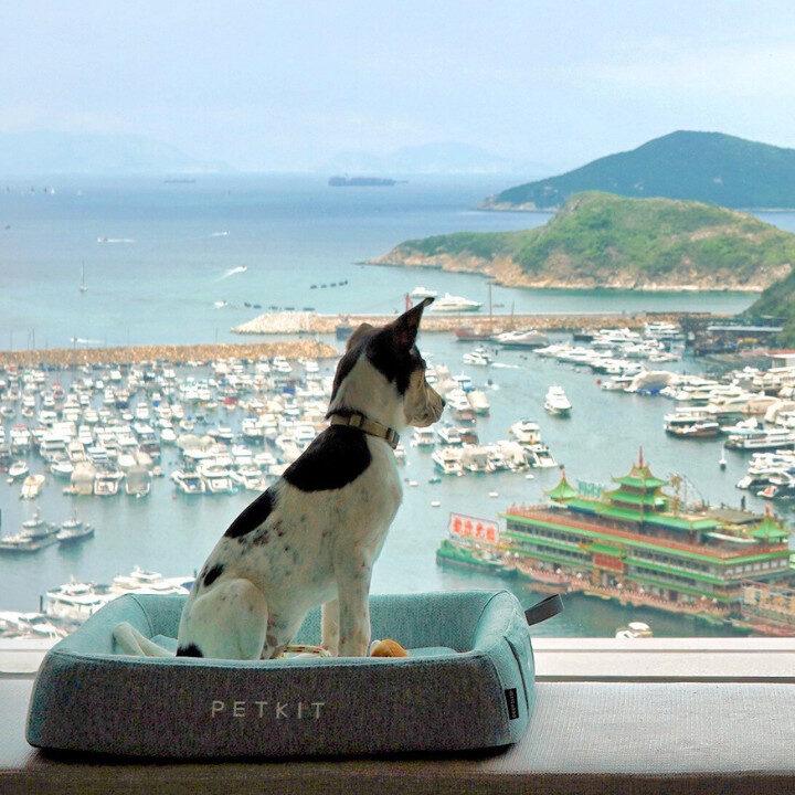 pet-friendly hotels hong kong the arca