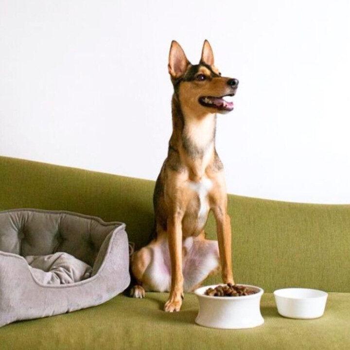pet-friendly hotels hong kong eaton hk