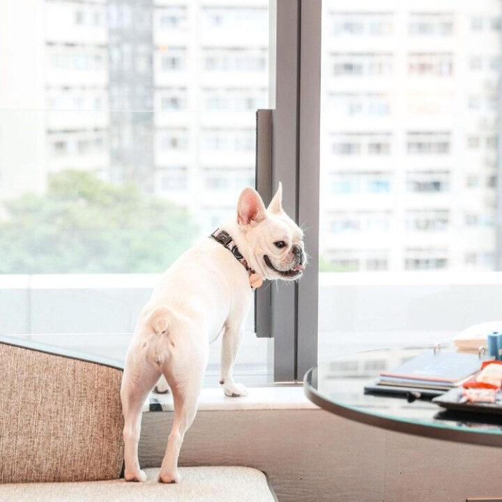hyatt centric victoria harbour pet-friendly hotels