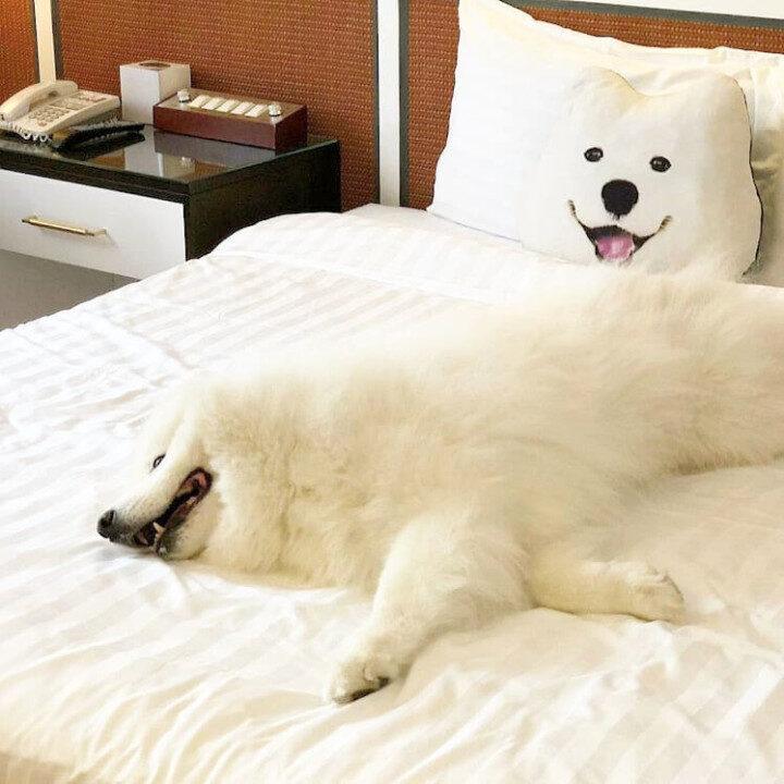 pet-friendly hotels hong kong silvermine beach resort