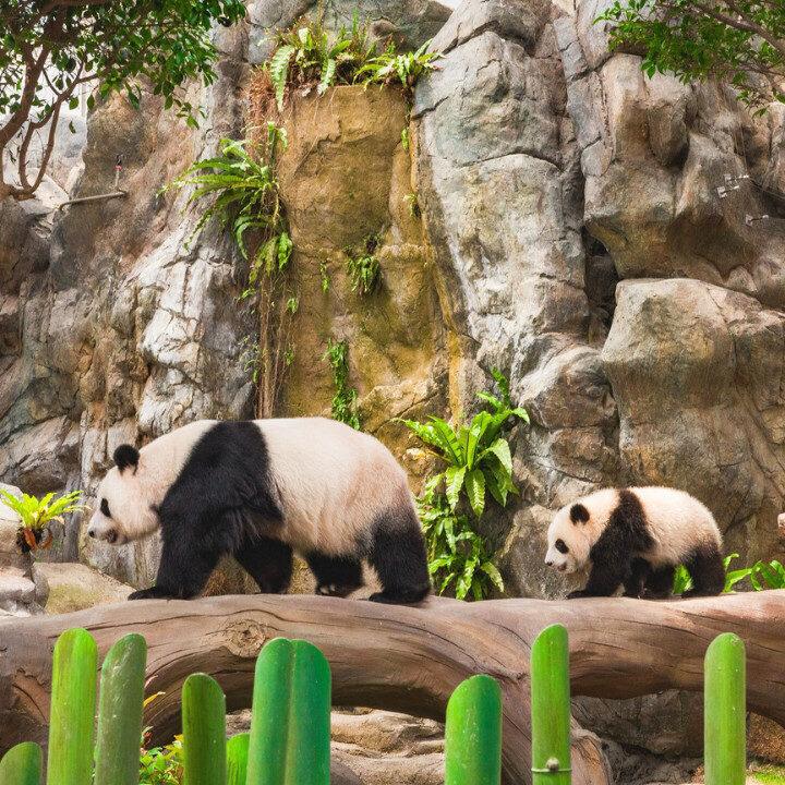 hong kong summer promotions viva giant pandas